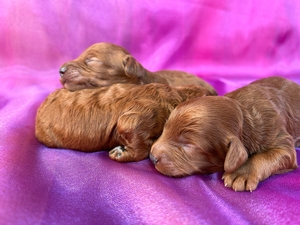 Dark Red F1b Mini Goldendoodle Puppies for Sale DOB 9-4-2024 $1200